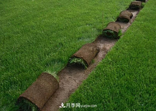 綠化草坪早熟禾和哪些草坪混播效果***好，混播的優(yōu)勢(圖1)