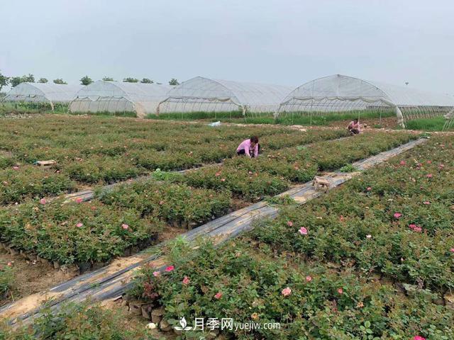 畝換算成平方米是多少？一畝三分地月季說(shuō)的是什么意思？(圖1)
