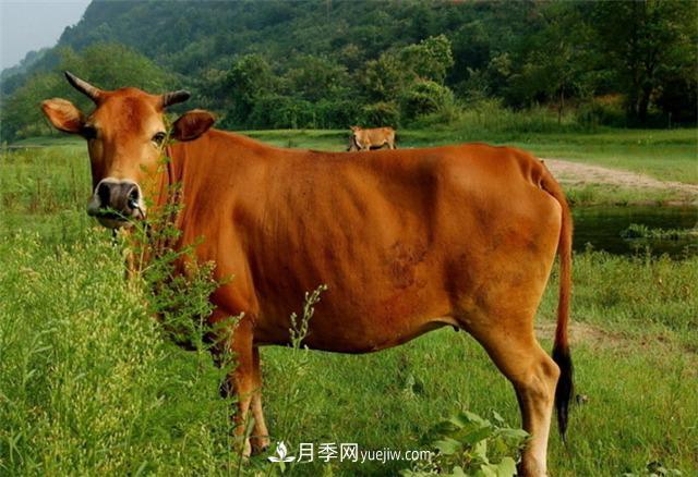 全國那么多品種的牛，為啥俺們南陽黃牛那么出名？原因在這！(圖1)