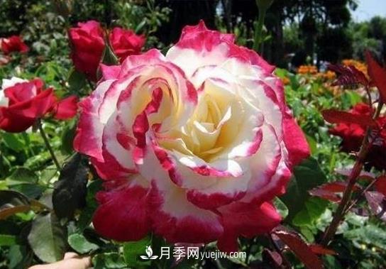 月季施肥也有大學(xué)問！施肥澆水技巧技術(shù)有含量(圖1)