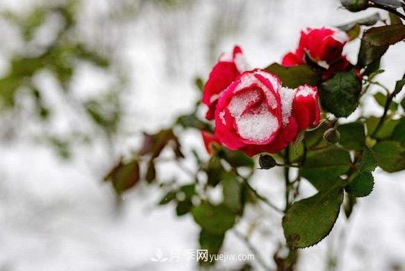 月季冬天到底怕不怕凍？冬季養(yǎng)護只要注意好三點(圖1)