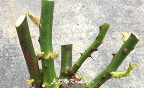 入月季坑3年，冬天來臨時我都會給月季進(jìn)行一次大修剪(圖2)