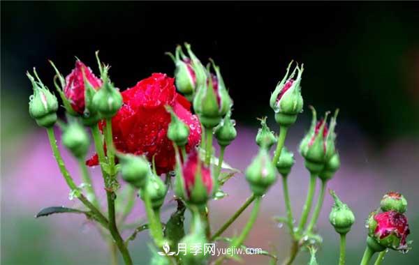 入月季坑3年，冬天來臨時我都會給月季進(jìn)行一次大修剪(圖1)