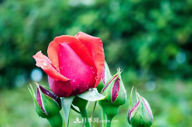 入坑月季別著急，新手先看看這6點(diǎn)干貨建議(圖1)