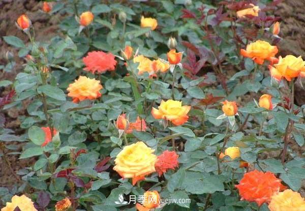 讓月季冬季開花，就算再費(fèi)事，我也想給它安排上(圖1)