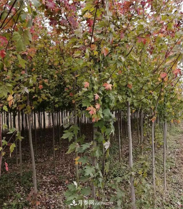 南陽(yáng)美國(guó)紅楓基地批發(fā)價(jià)格出售(圖1)