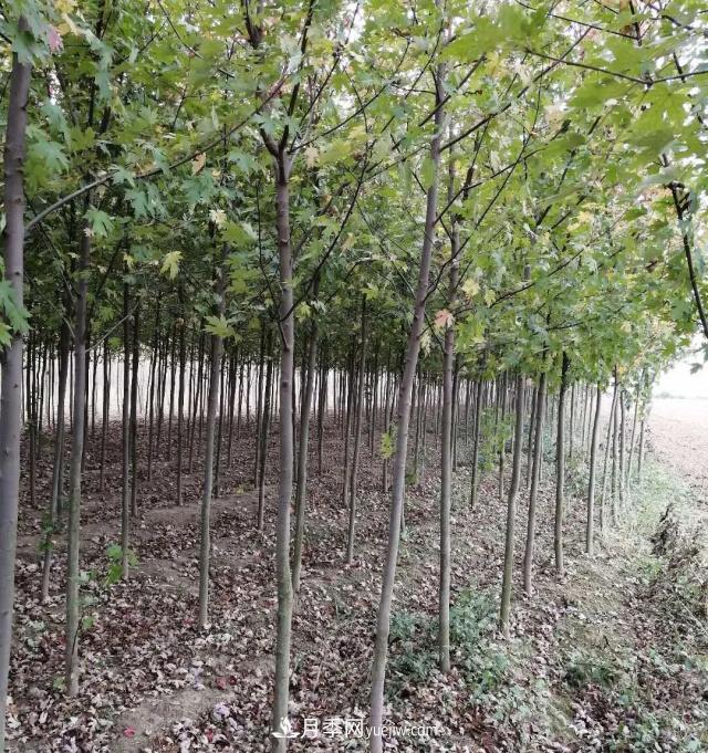 南陽(yáng)美國(guó)紅楓基地批發(fā)價(jià)格出售(圖3)