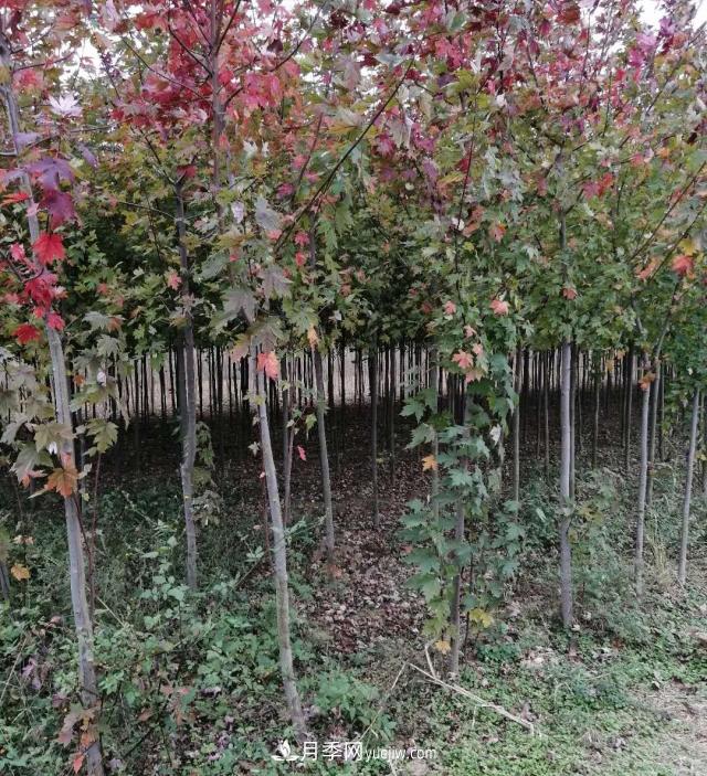 南陽(yáng)美國(guó)紅楓基地批發(fā)價(jià)格出售(圖4)