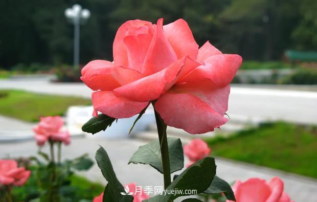 月季葉子發(fā)黃嚴(yán)重落葉怎么治理？(圖1)