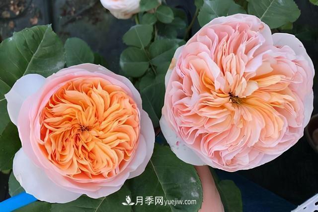 這3個(gè)月季品種是陽(yáng)臺(tái)霸主，喜歡月季花的人都在種植(圖1)