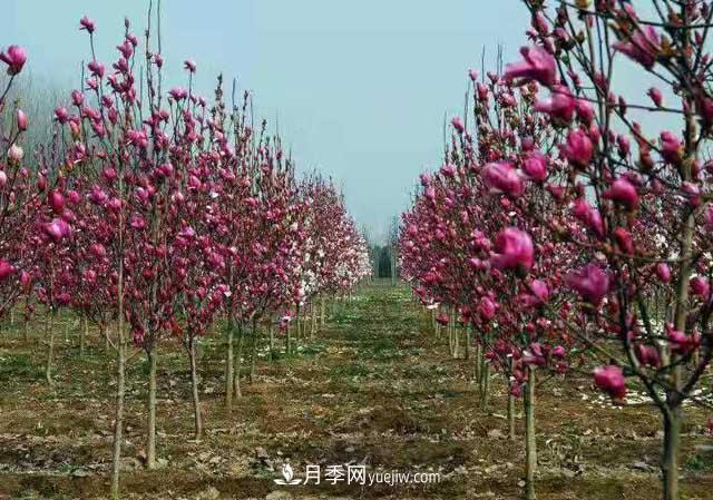 苗木一年四季栽植有哪些特點？(圖1)