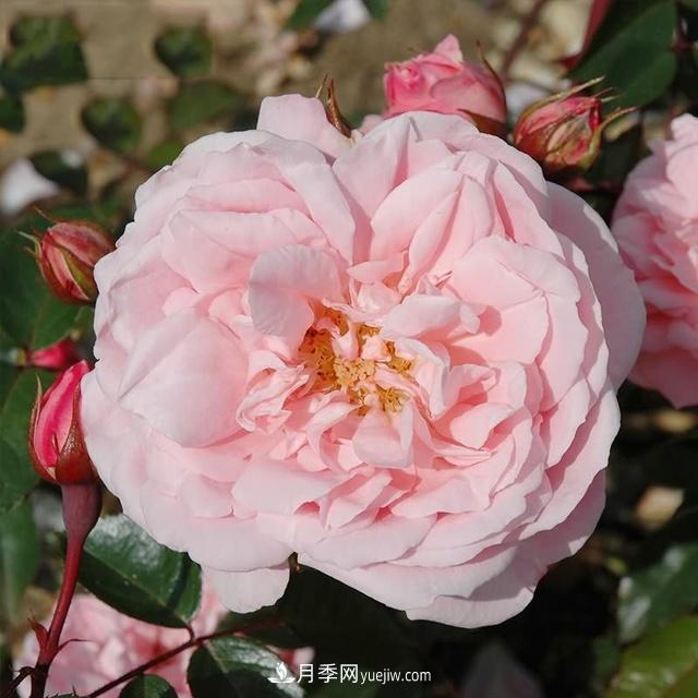熱銷(xiāo)的8種月季花，沒(méi)養(yǎng)的都后悔了！(圖7)