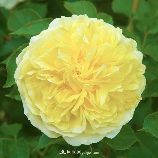 熱銷(xiāo)的8種月季花，沒(méi)養(yǎng)的都后悔了！(圖4)