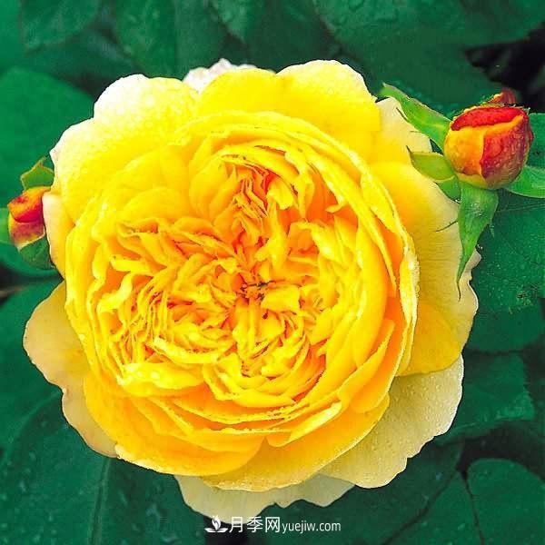 熱銷(xiāo)的8種月季花，沒(méi)養(yǎng)的都后悔了！(圖2)
