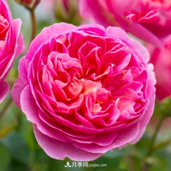 熱銷(xiāo)的8種月季花，沒(méi)養(yǎng)的都后悔了！(圖3)