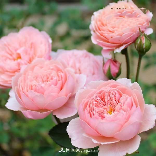 熱銷(xiāo)的8種月季花，沒(méi)養(yǎng)的都后悔了！(圖6)
