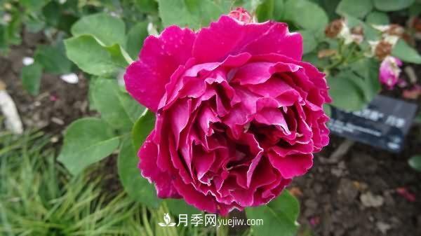 熱銷(xiāo)的8種月季花，沒(méi)養(yǎng)的都后悔了！(圖5)