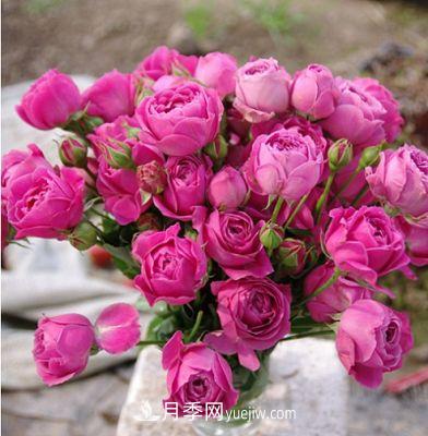 切花月季的十個(gè)養(yǎng)護(hù)技巧，全了(圖2)
