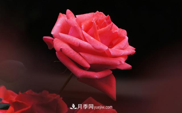 切花月季是什么呢？(圖1)