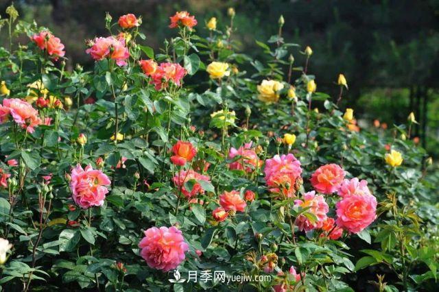 月季在秋季的盛花期如何養(yǎng)護(hù)？大神支招(圖3)