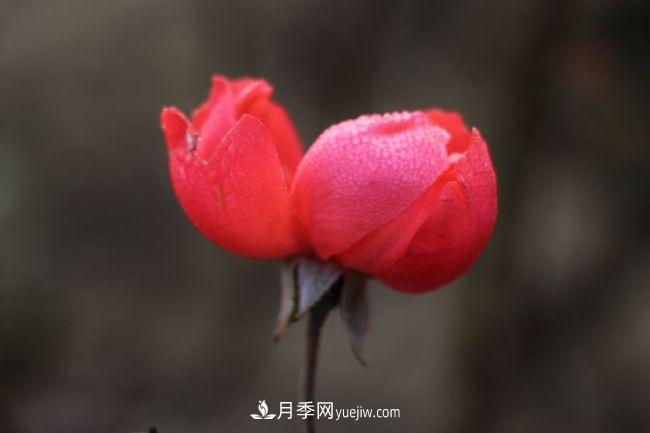 初冬拍月季，花稀別樣美(圖1)