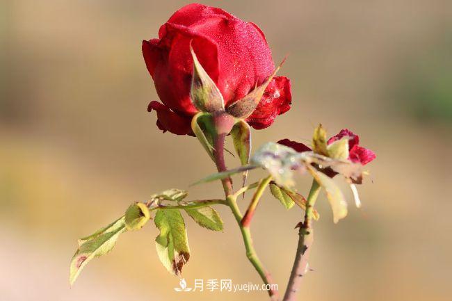 初冬拍月季，花稀別樣美(圖3)