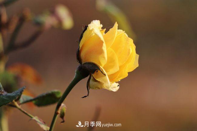 初冬拍月季，花稀別樣美(圖2)
