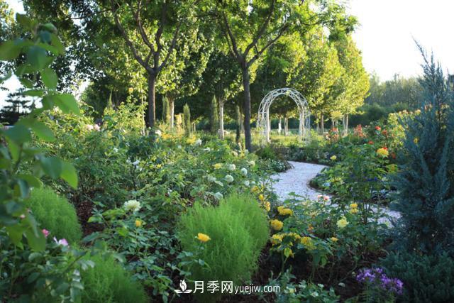 「人物」從南陽銷售員到中國推廣大使，“月季女王”成長記(圖2)