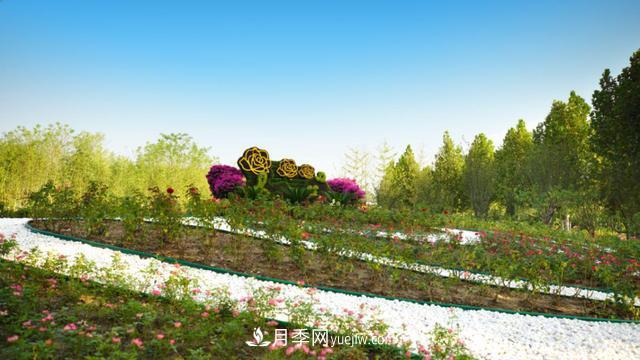 「人物」從南陽銷售員到中國推廣大使，“月季女王”成長記(圖3)