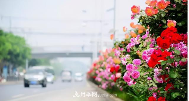 「人物」從南陽銷售員到中國推廣大使，“月季女王”成長記(圖4)