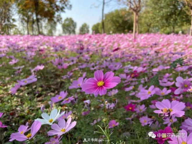 內(nèi)外聯(lián)合，中國(guó)花海探索發(fā)展之道(圖2)