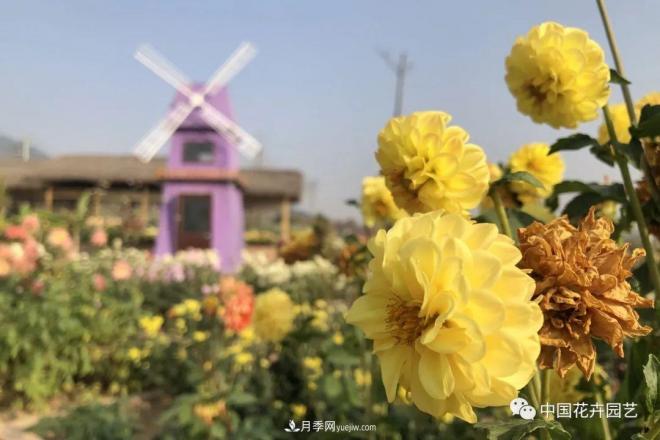 內(nèi)外聯(lián)合，中國(guó)花海探索發(fā)展之道(圖3)