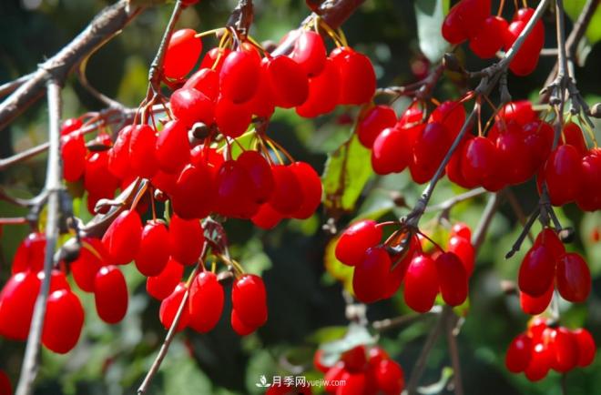 河南西峽：美麗鄉(xiāng)村綠水青山“變現”金山銀山(圖1)