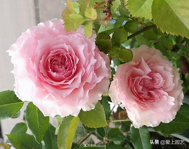 清新出塵的日本“仙女”月季，再難養(yǎng)也不能抗拒(圖1)