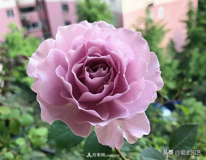 清新出塵的日本“仙女”月季，再難養(yǎng)也不能抗拒(圖4)