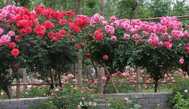 你見過大樹上面開月季花嗎？一棵賣幾百上千，還不夠賣(圖1)