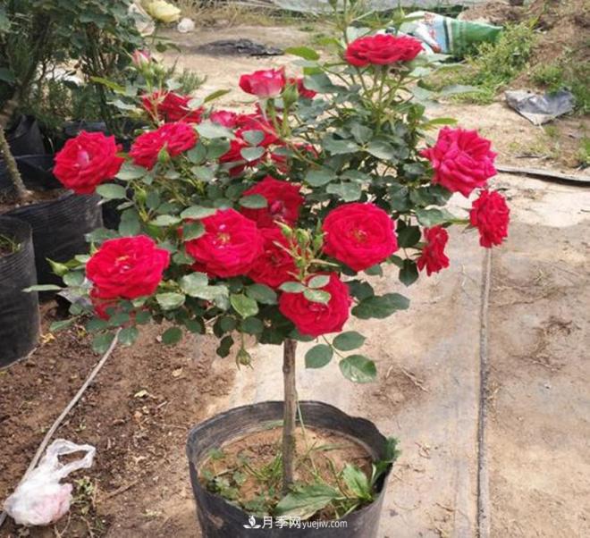 你見過大樹上面開月季花嗎？一棵賣幾百上千，還不夠賣(圖3)