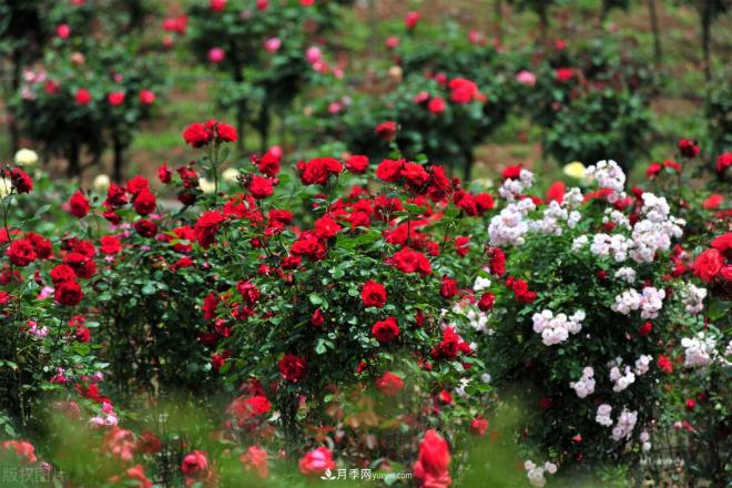 會養(yǎng)花的人，能把普通月季，養(yǎng)成“藝術品”(圖2)