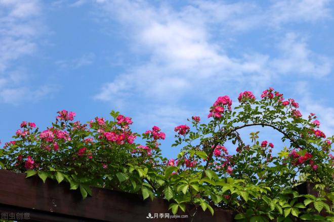 會養(yǎng)花的人，能把普通月季，養(yǎng)成“藝術品”(圖4)