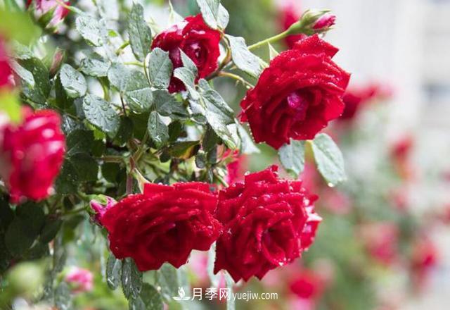 會養(yǎng)花的人，能把普通月季，養(yǎng)成“藝術品”(圖1)