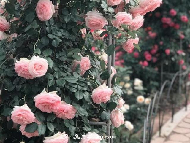會養(yǎng)花的人，能把普通月季，養(yǎng)成“藝術品”(圖3)