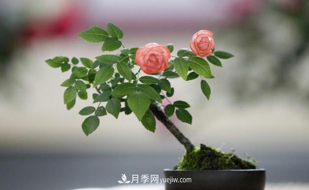 會養(yǎng)花的人，能把普通月季，養(yǎng)成“藝術品”(圖6)