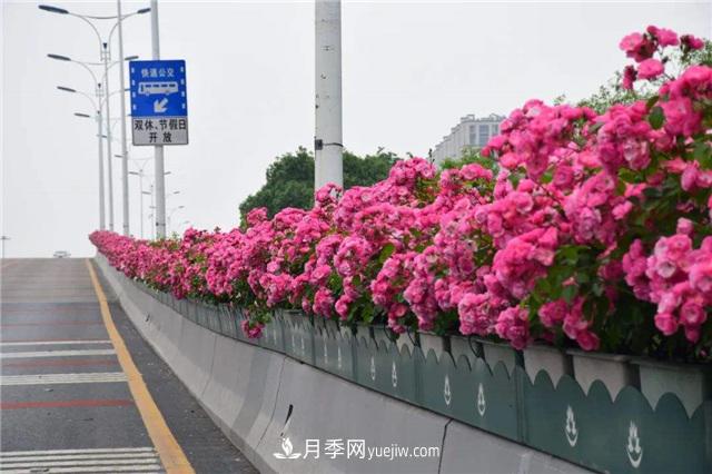 2021年，綠化月季上高架會(huì)成為潮流嗎？(圖2)