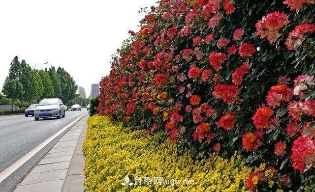 2021年，綠化月季上高架會(huì)成為潮流嗎？(圖4)