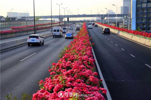 2021年，綠化月季上高架會(huì)成為潮流嗎？(圖1)