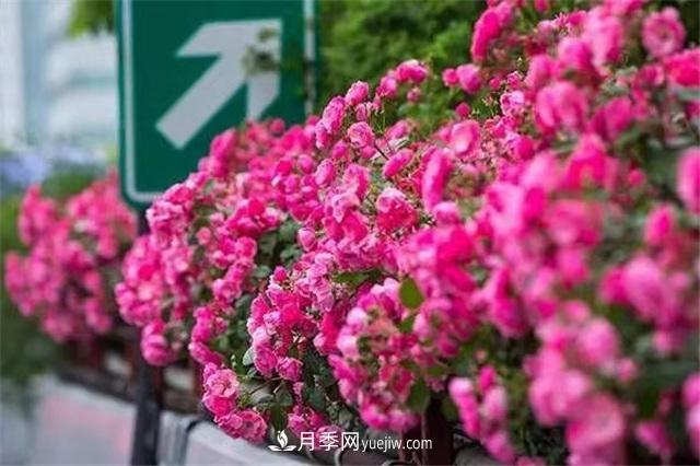 2021年，綠化月季上高架會(huì)成為潮流嗎？(圖3)