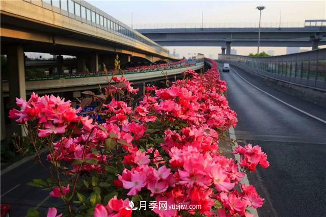 2021年，綠化月季上高架會(huì)成為潮流嗎？(圖6)