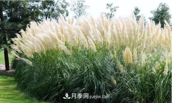又美又耐寒！8種北方適用觀賞草推薦(圖1)