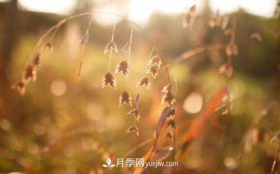 又美又耐寒！8種北方適用觀賞草推薦(圖2)
