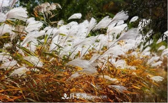 又美又耐寒！8種北方適用觀賞草推薦(圖3)